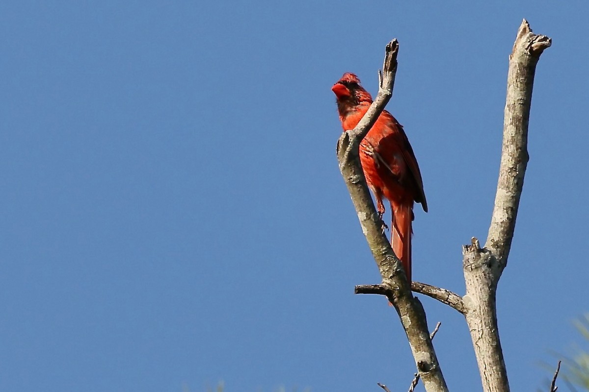 Northern Cardinal - ML622806059