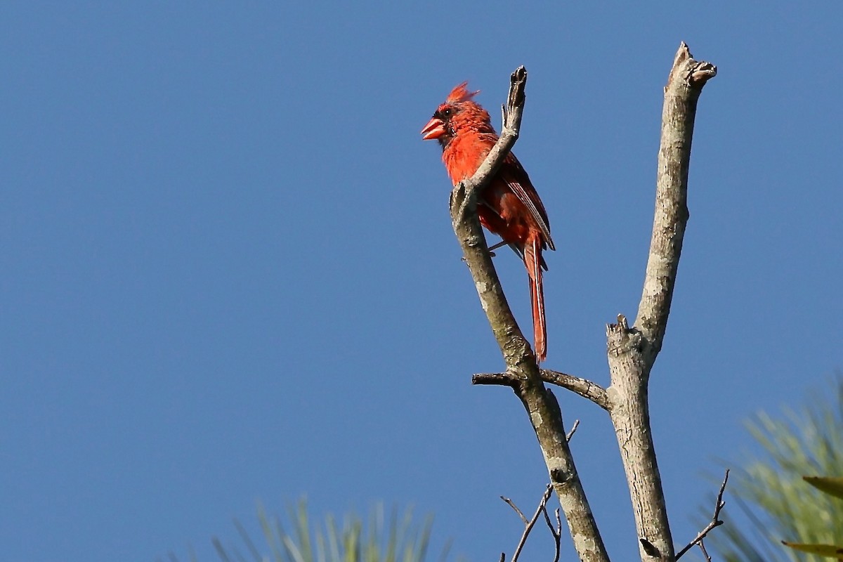 Northern Cardinal - ML622806060