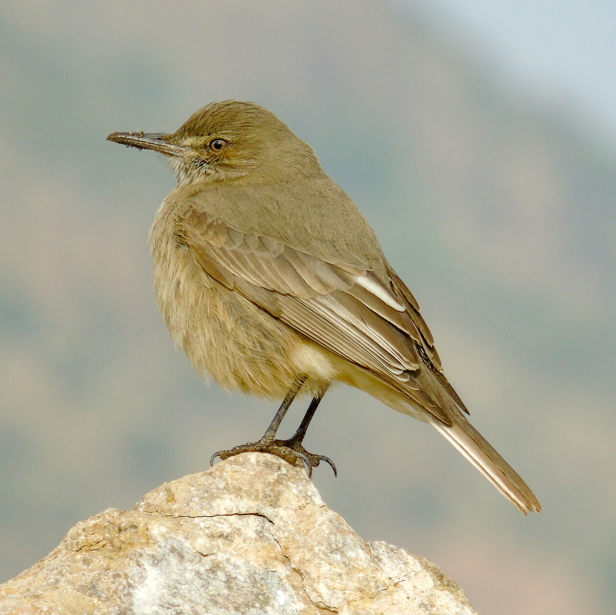 Black-billed Shrike-Tyrant - ML622806069