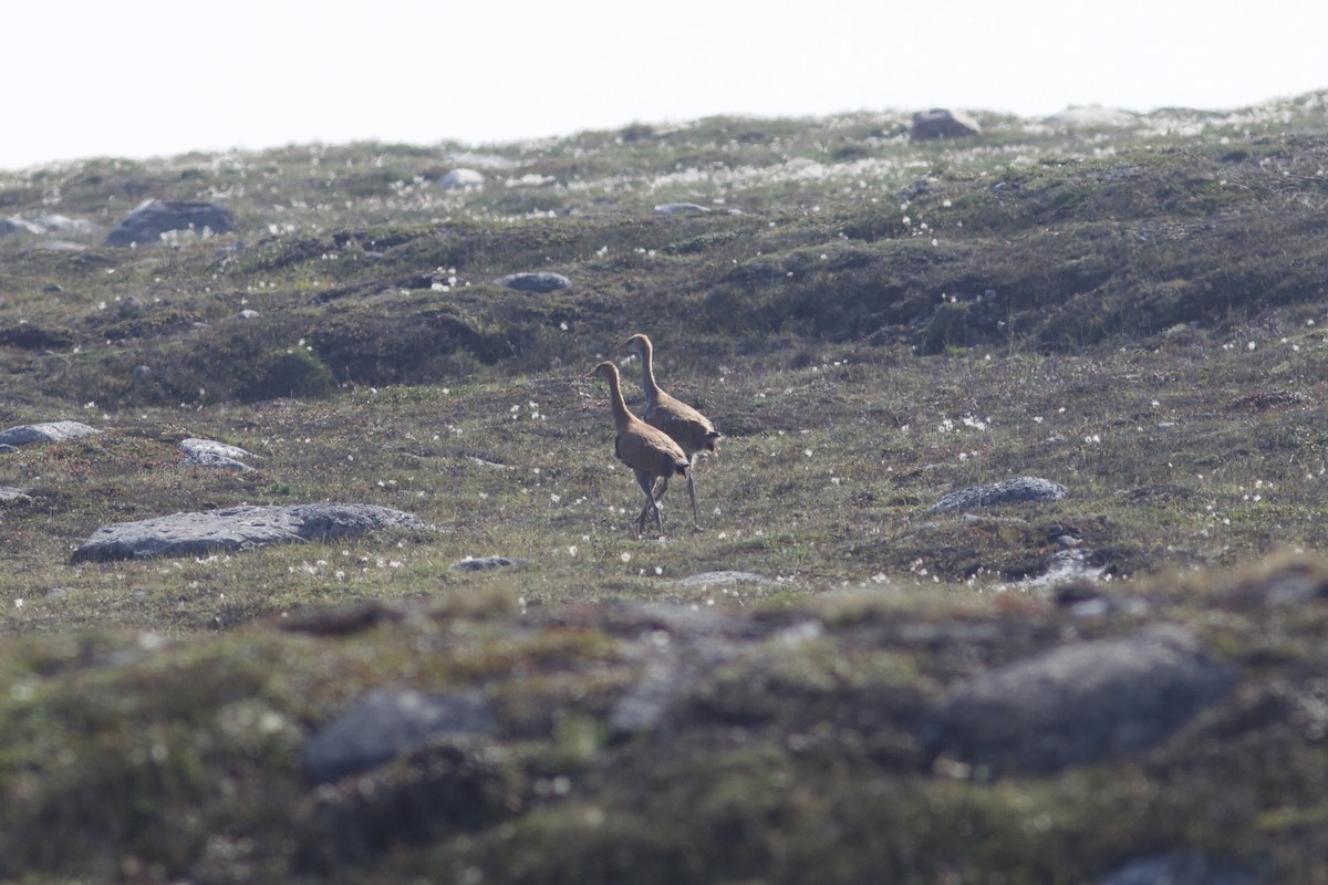 Sandhill Crane - ML622806076