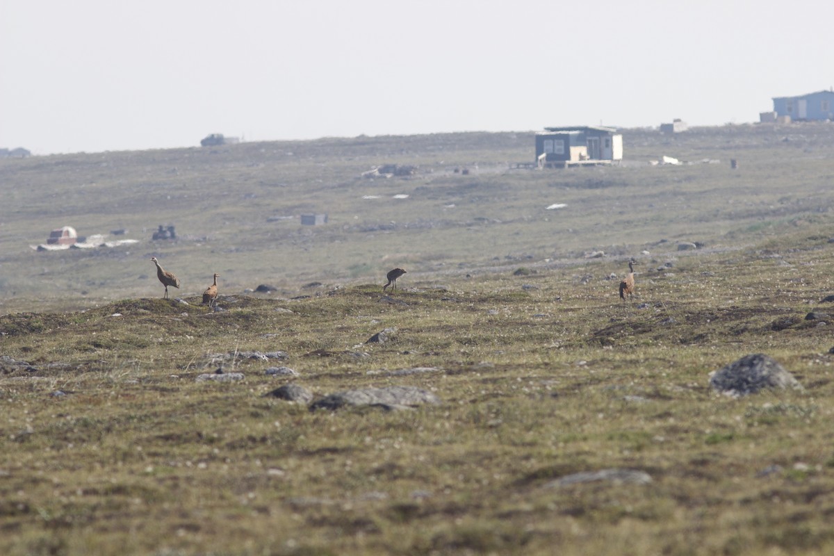 Sandhill Crane - ML622806083