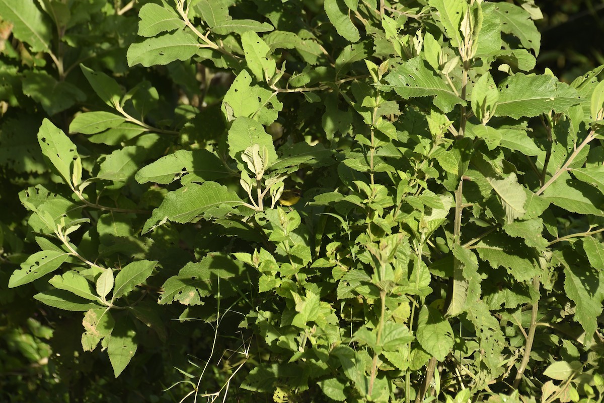 Chestnut-capped Warbler - ML622806097