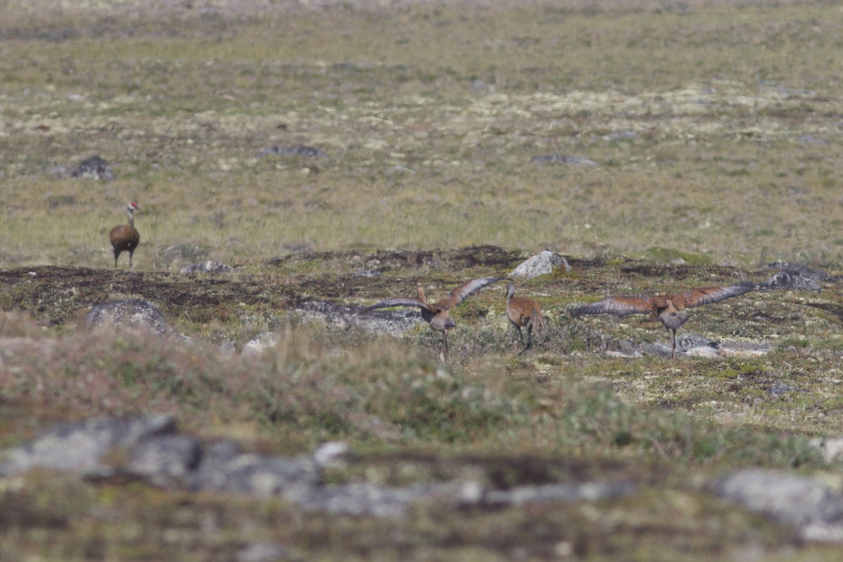 Sandhill Crane - ML622806111