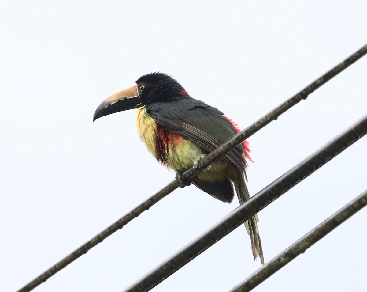 Collared Aracari - ML622806112