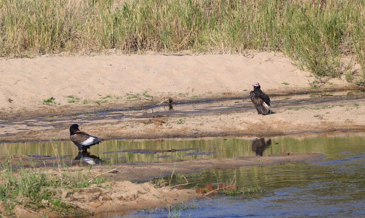 White-headed Vulture - Brett Greenleaf