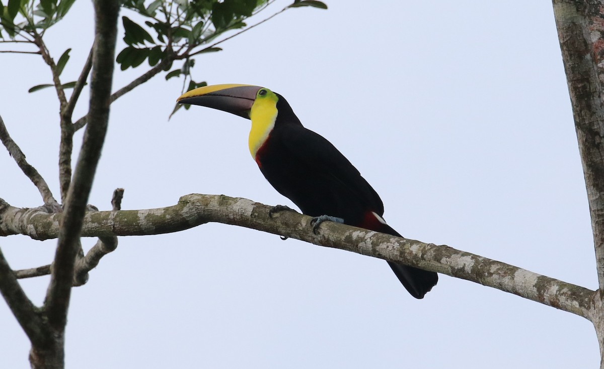 Yellow-throated Toucan - ML622806118