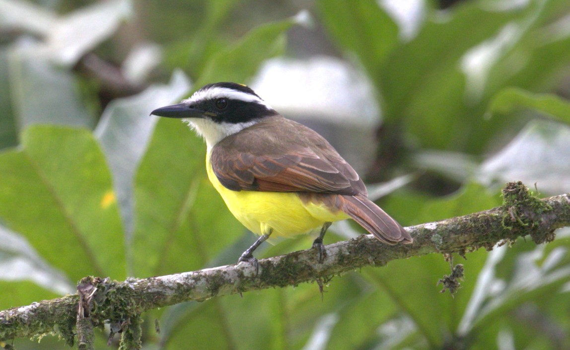 Great Kiskadee - Alain Pataud