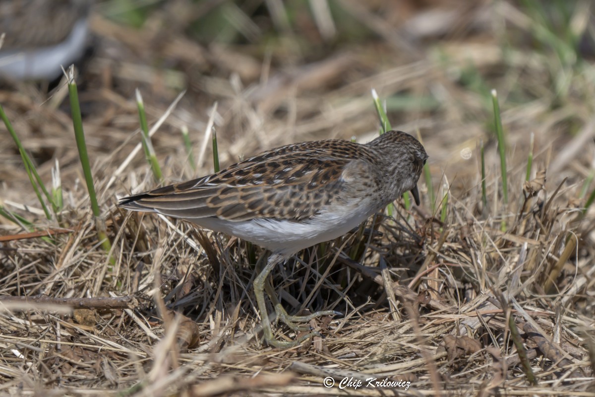 Least Sandpiper - ML622806161