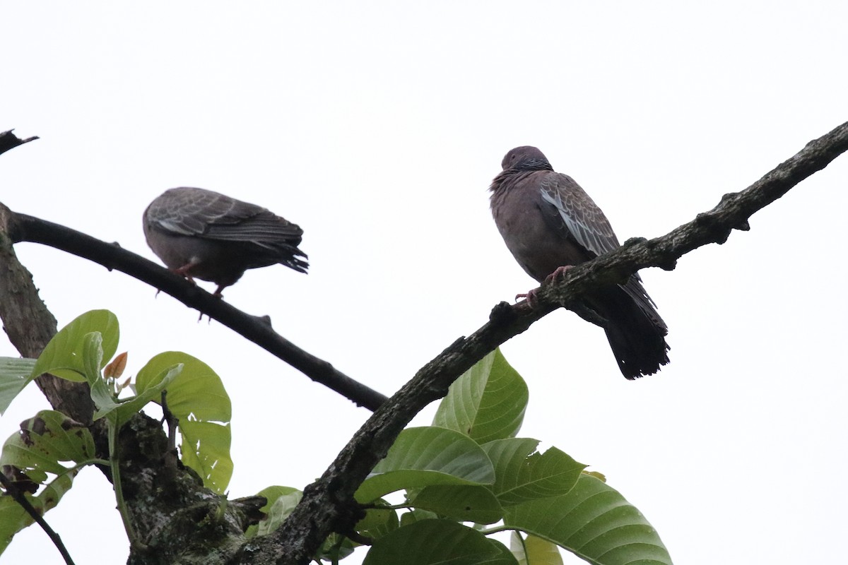 Pigeon picazuro - ML622806192