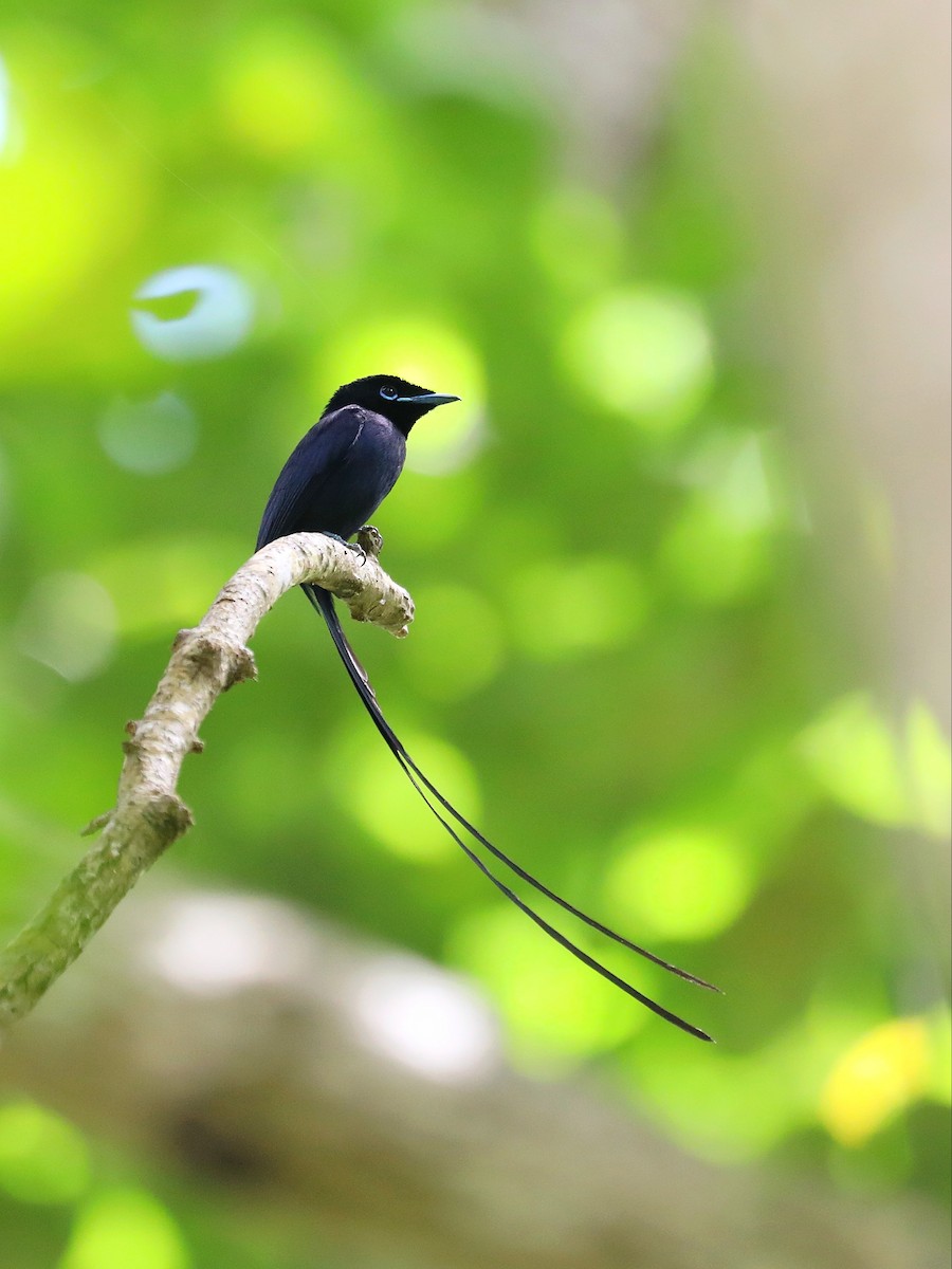 Seychelles Paradise-Flycatcher - ML622806203