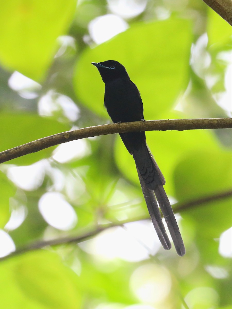 Seychelles Paradise-Flycatcher - ML622806205