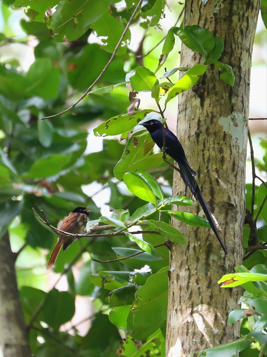 Seychelles Paradise-Flycatcher - ML622806207