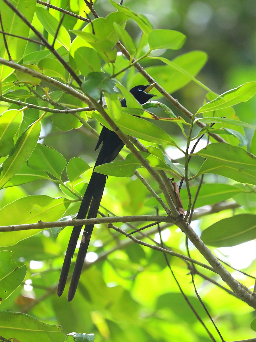 Seychelles Paradise-Flycatcher - ML622806210