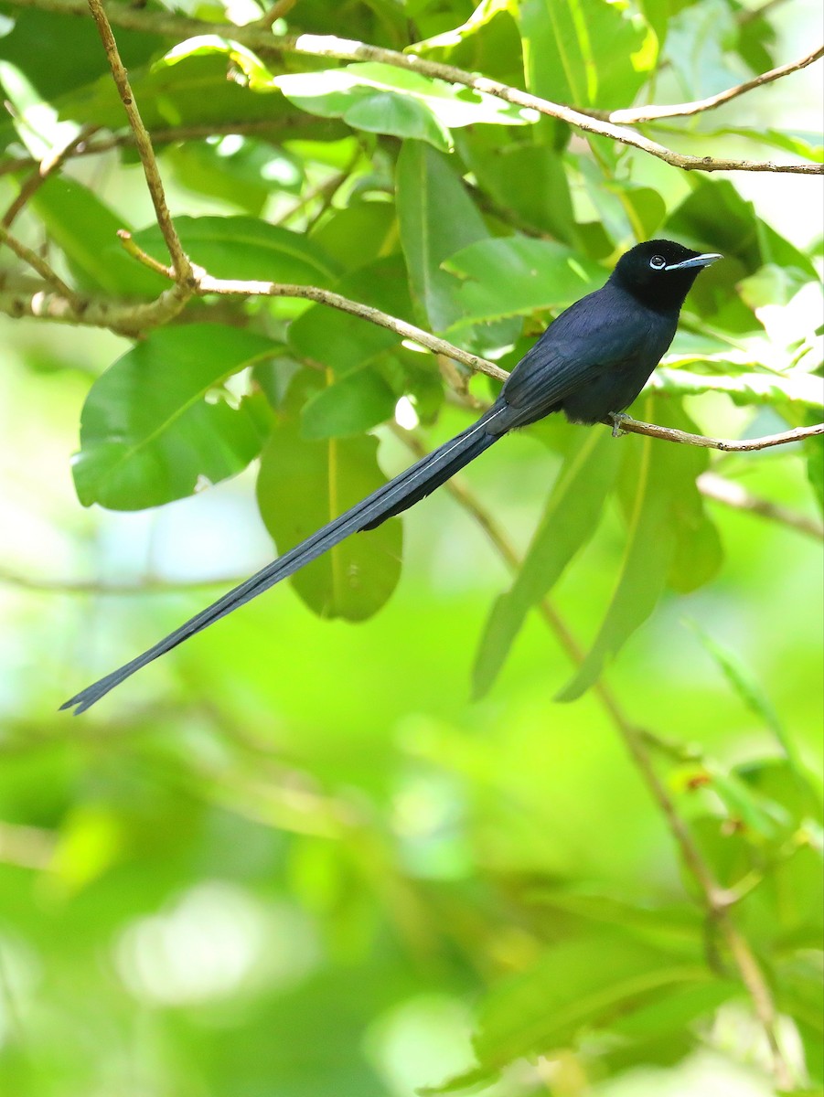 Seychelles Paradise-Flycatcher - ML622806211