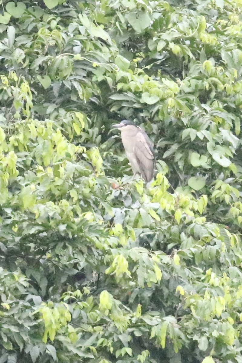 Black-crowned Night Heron - Susan Murphy