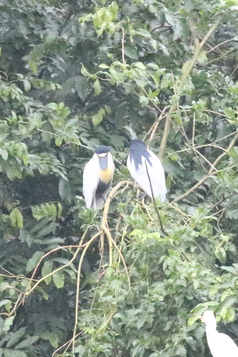 Boat-billed Heron - ML622806231
