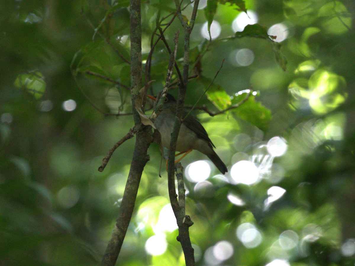 Black-headed Nightingale-Thrush - ML622806232