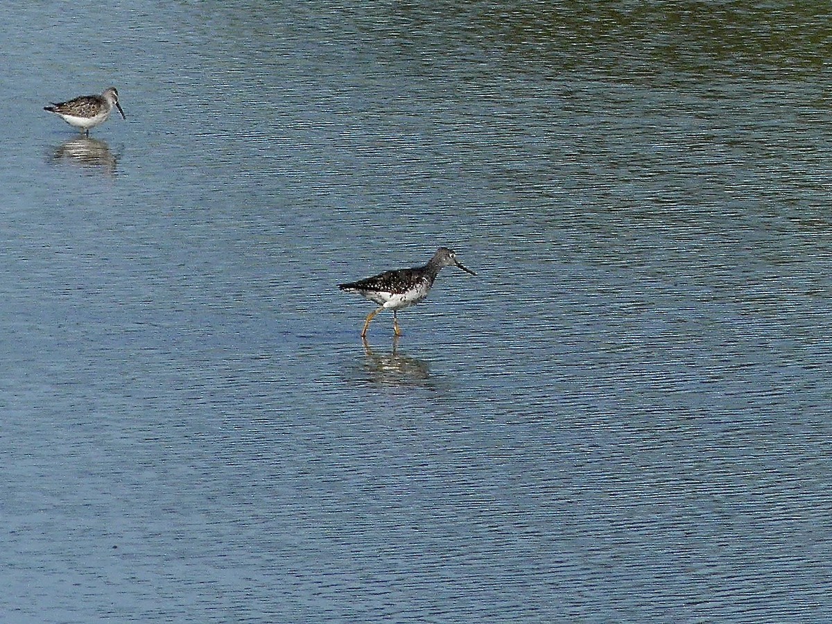 Greater Yellowlegs - Charles  Crawford