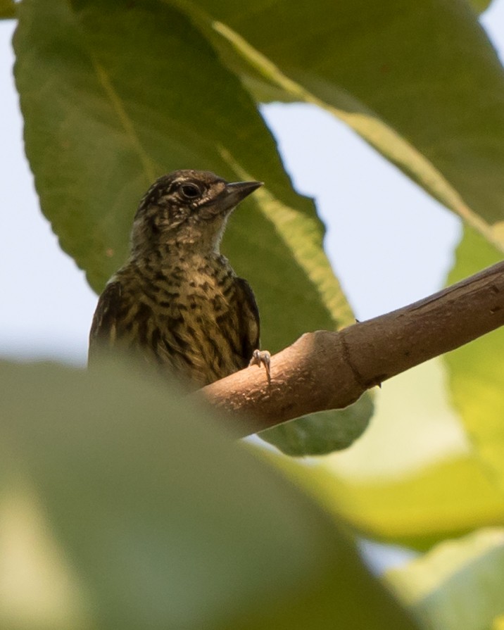 Bar-breasted Piculet - ML622806237