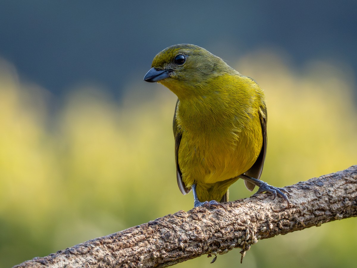 Violaceous Euphonia - Vitor Rolf Laubé