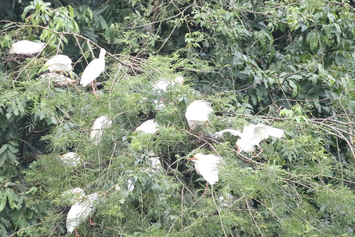 Western Cattle Egret - Susan Murphy