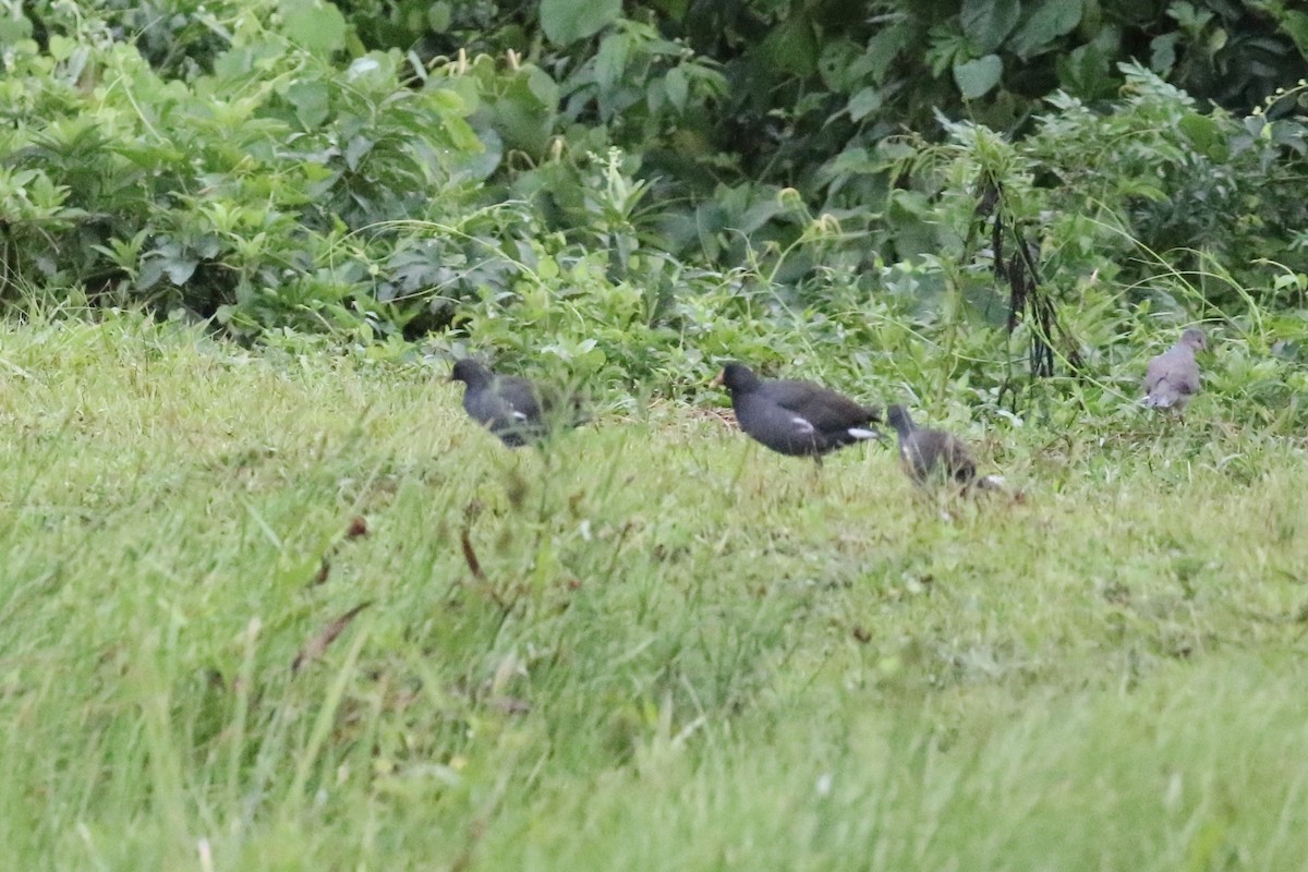 Gallinule d'Amérique - ML622806265