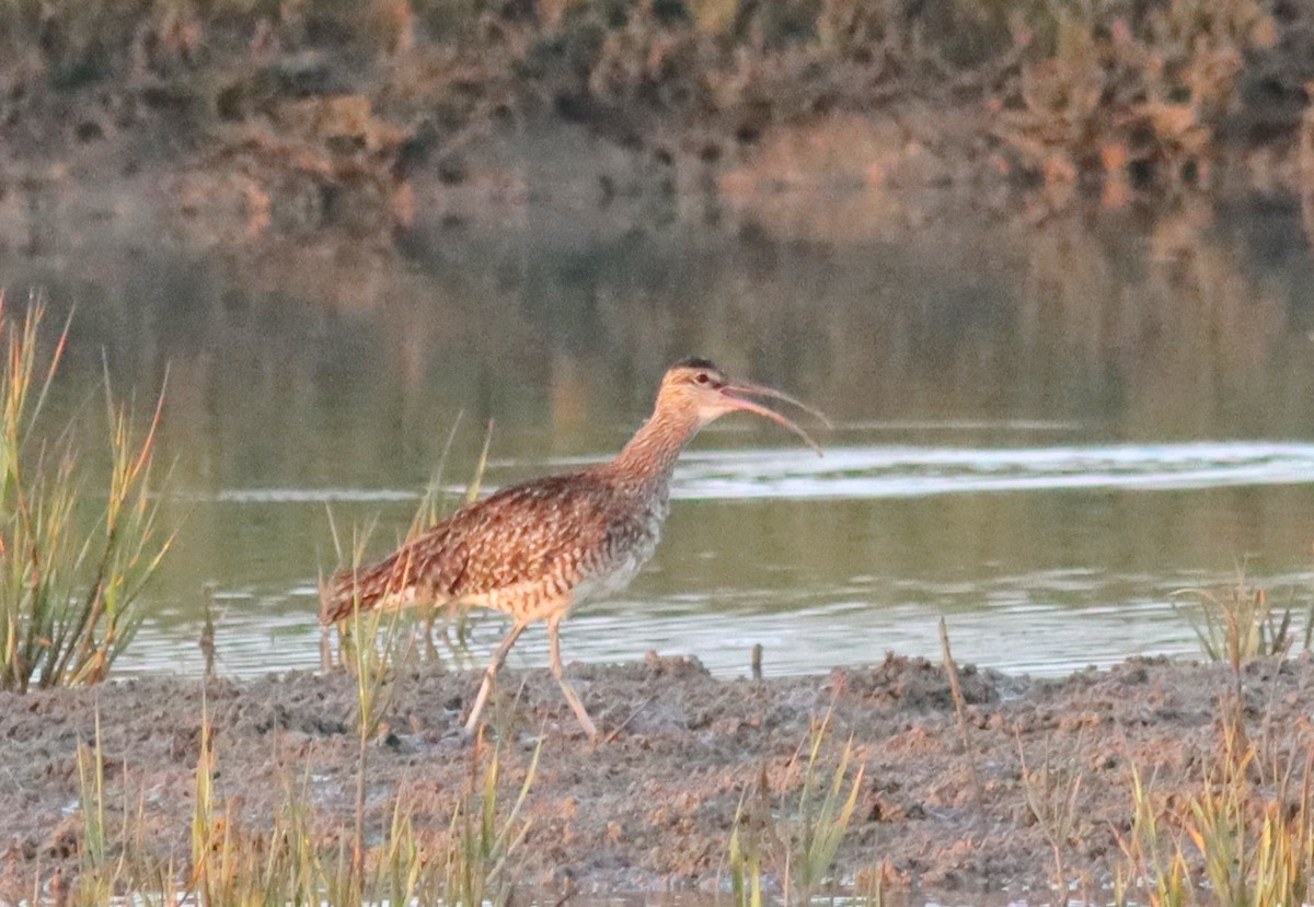 Whimbrel - José Aurelio Hernández