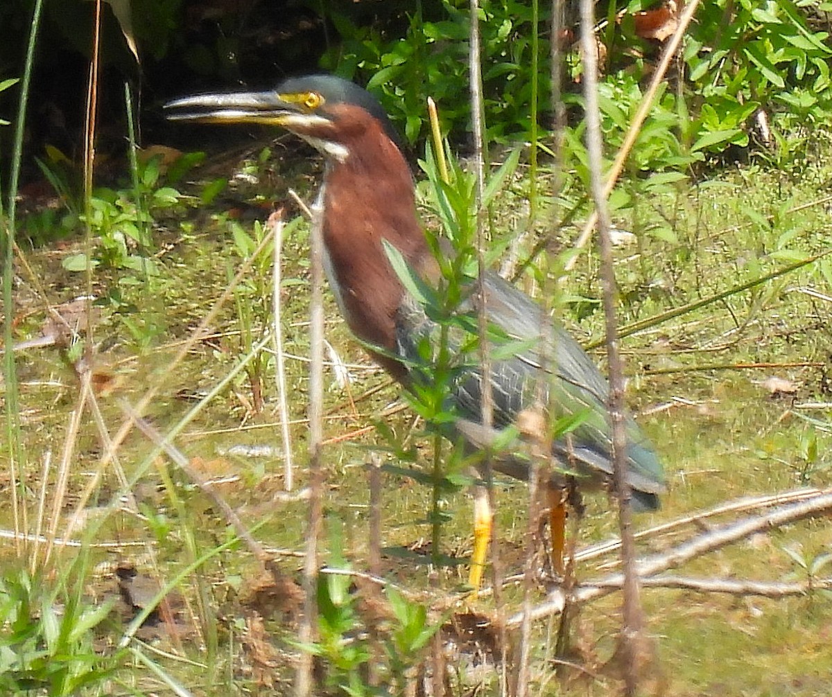 Green Heron - ML622806290