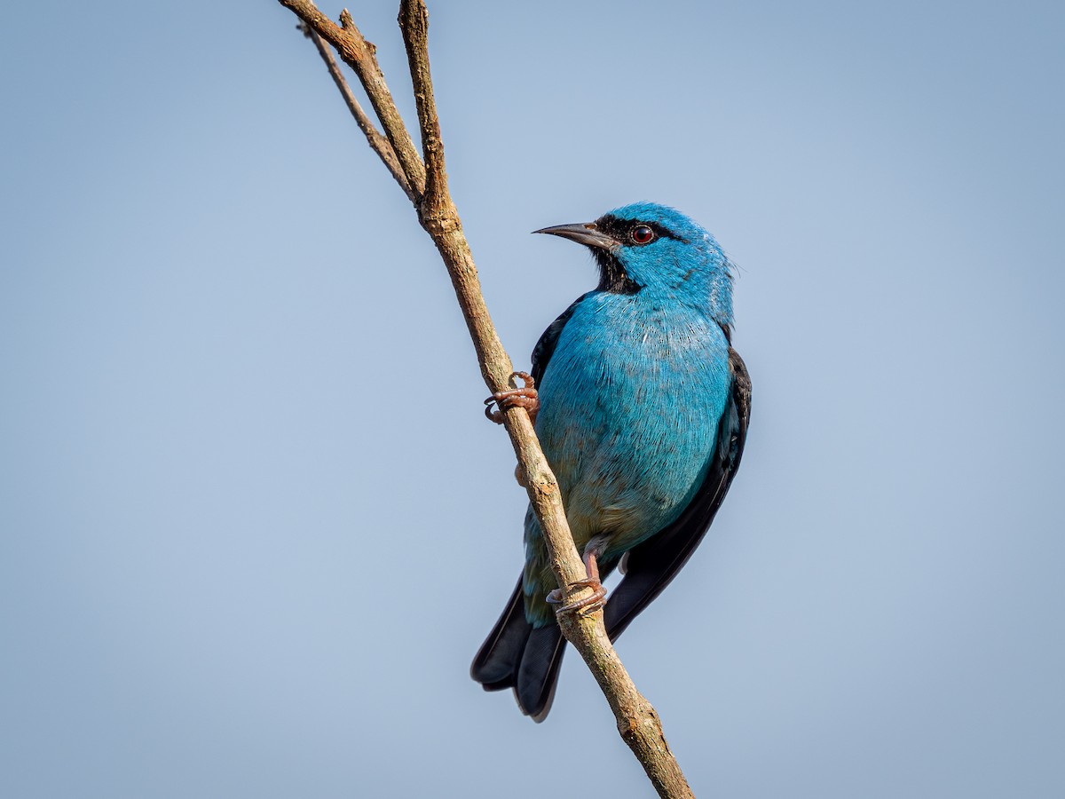 Blue Dacnis - ML622806295