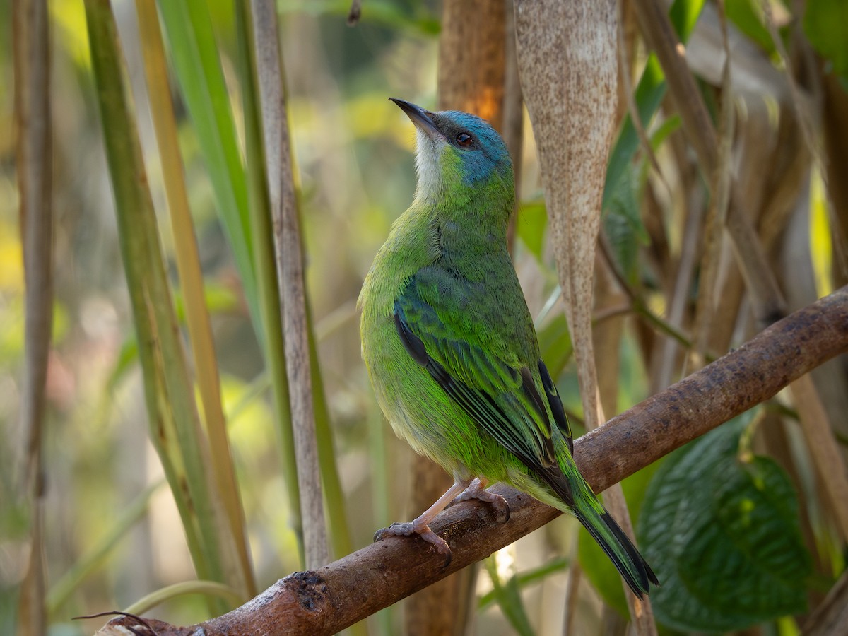 Blue Dacnis - ML622806296