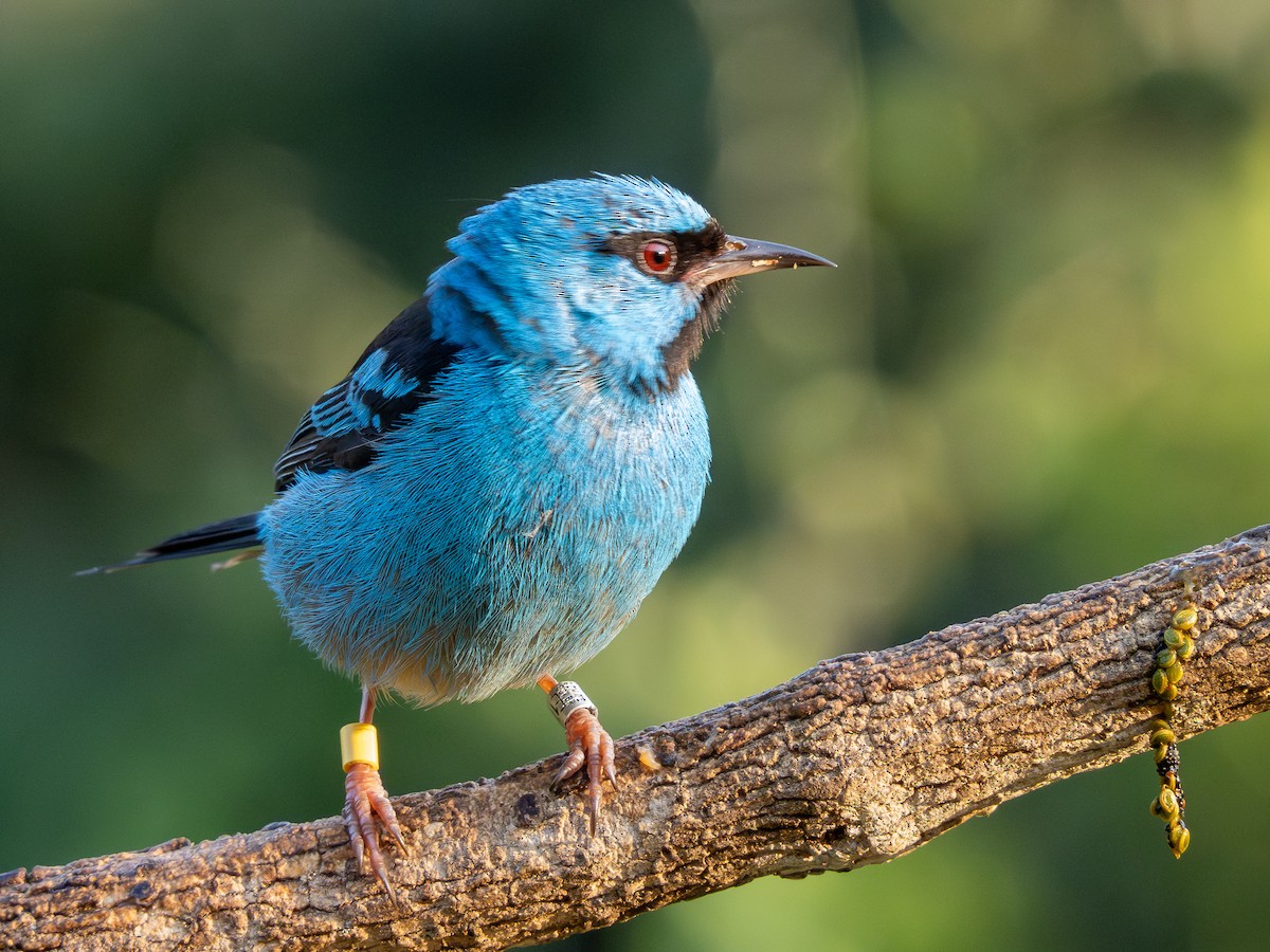 Blue Dacnis - ML622806297