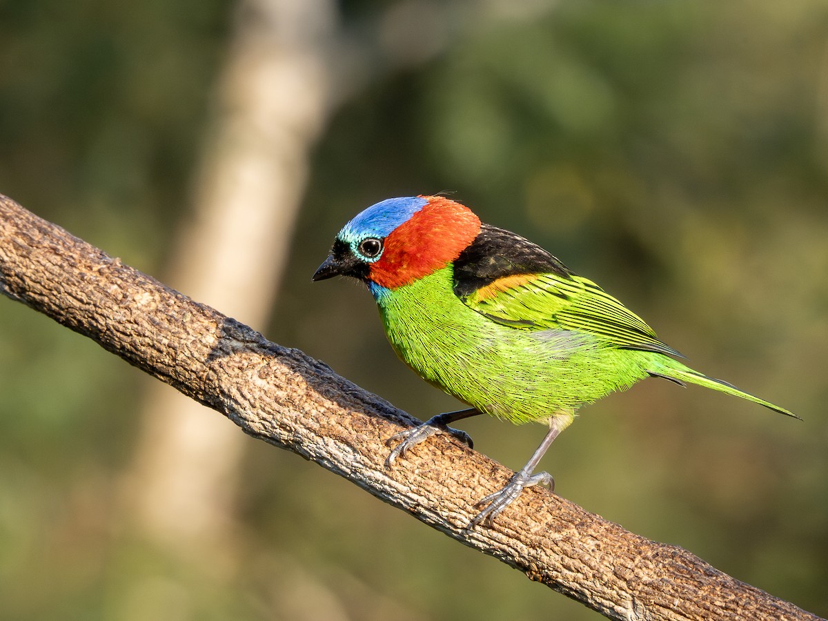 Red-necked Tanager - ML622806300