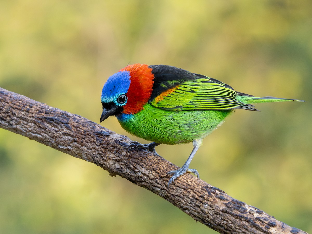 Red-necked Tanager - ML622806301