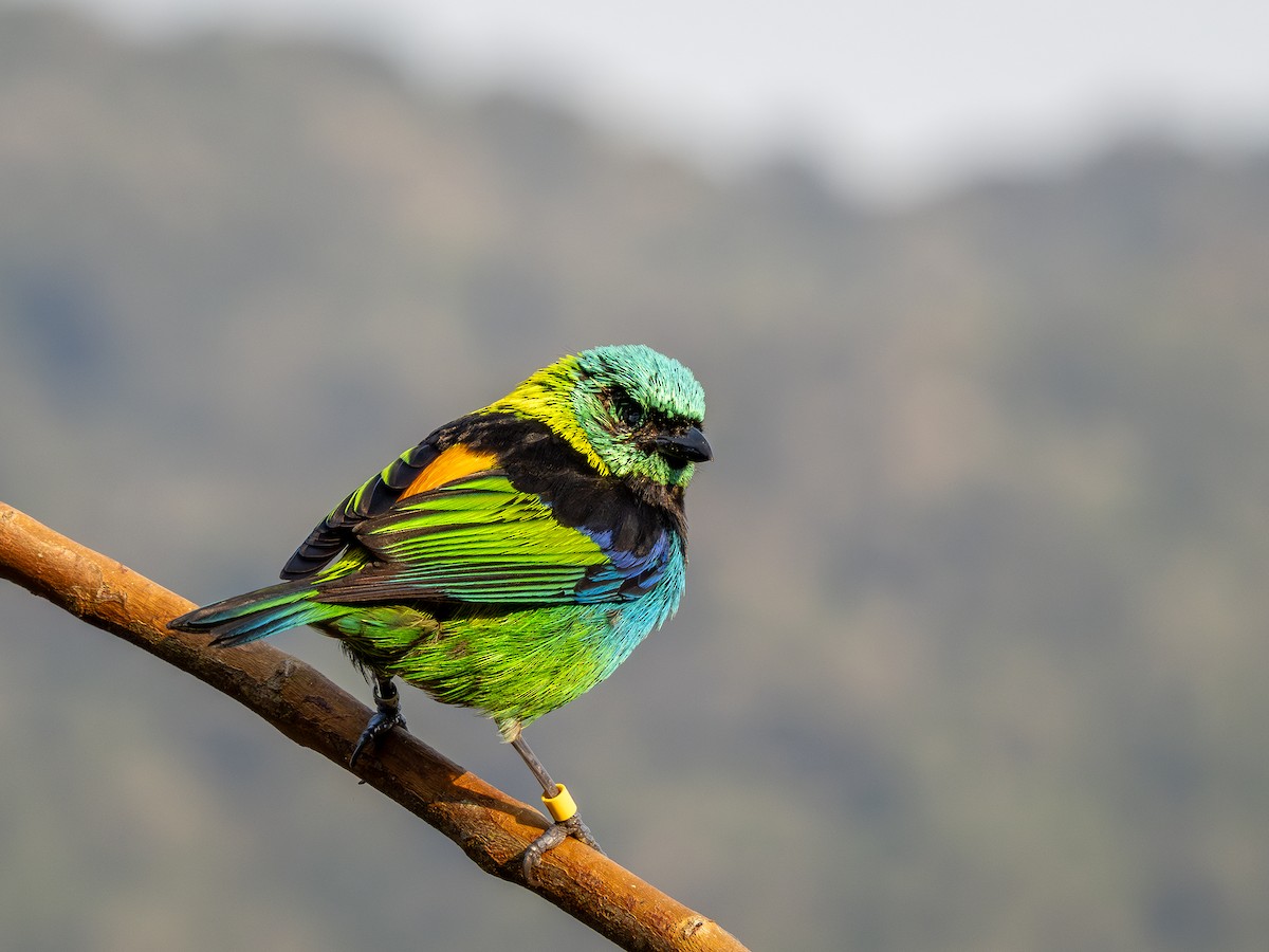 Green-headed Tanager - ML622806304