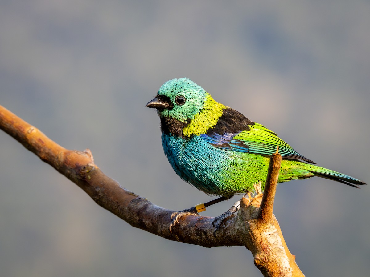 Green-headed Tanager - ML622806305