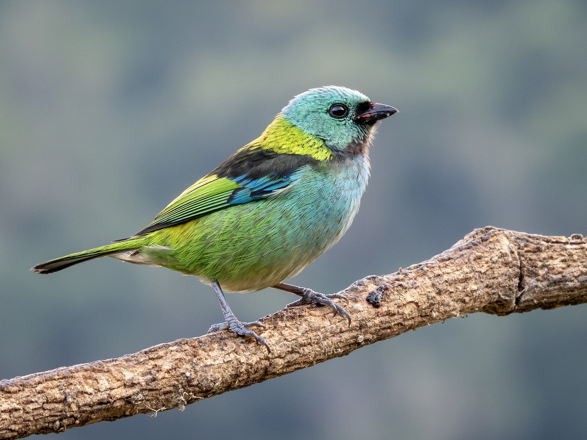 Green-headed Tanager - ML622806306