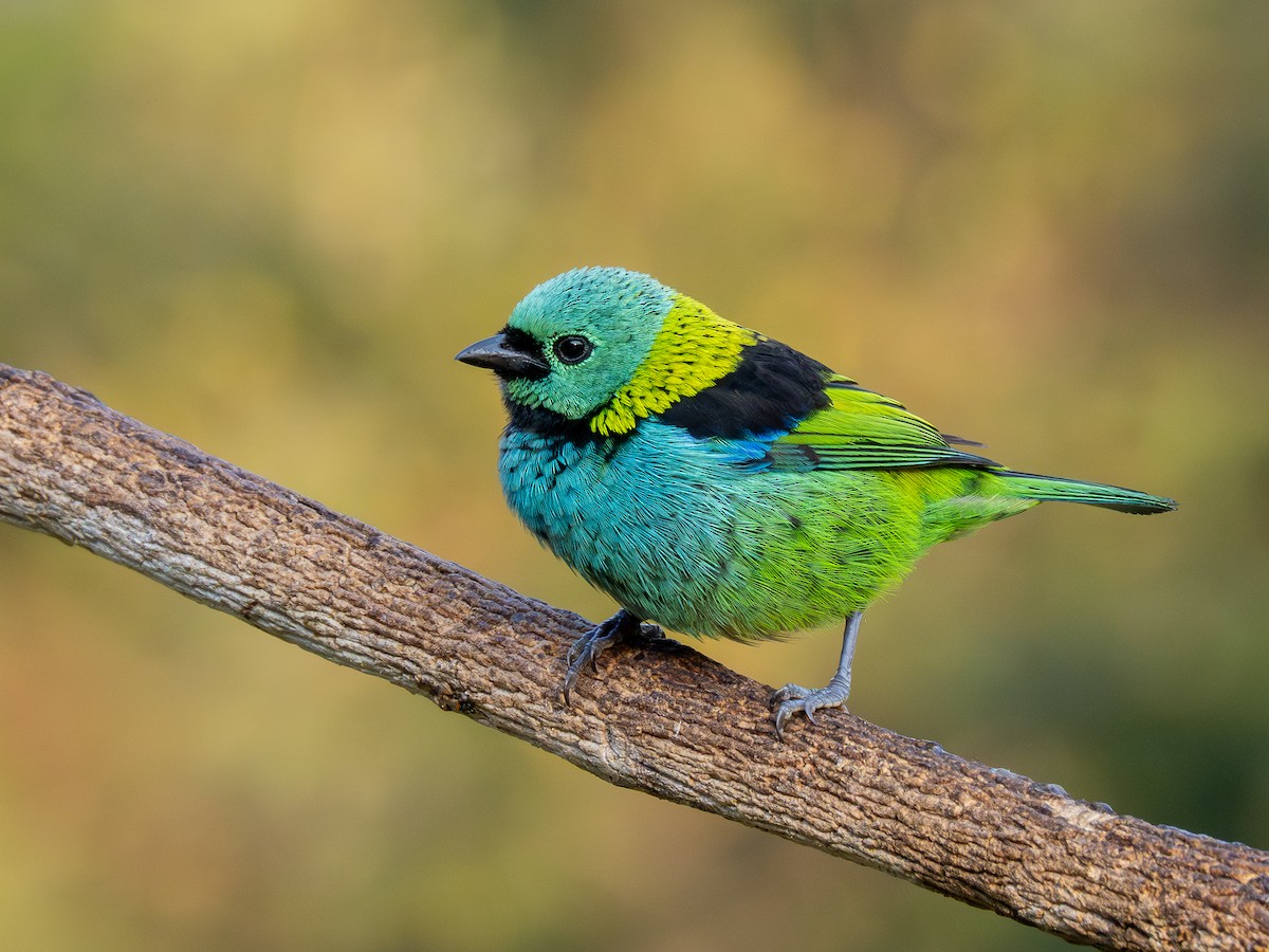 Green-headed Tanager - ML622806307