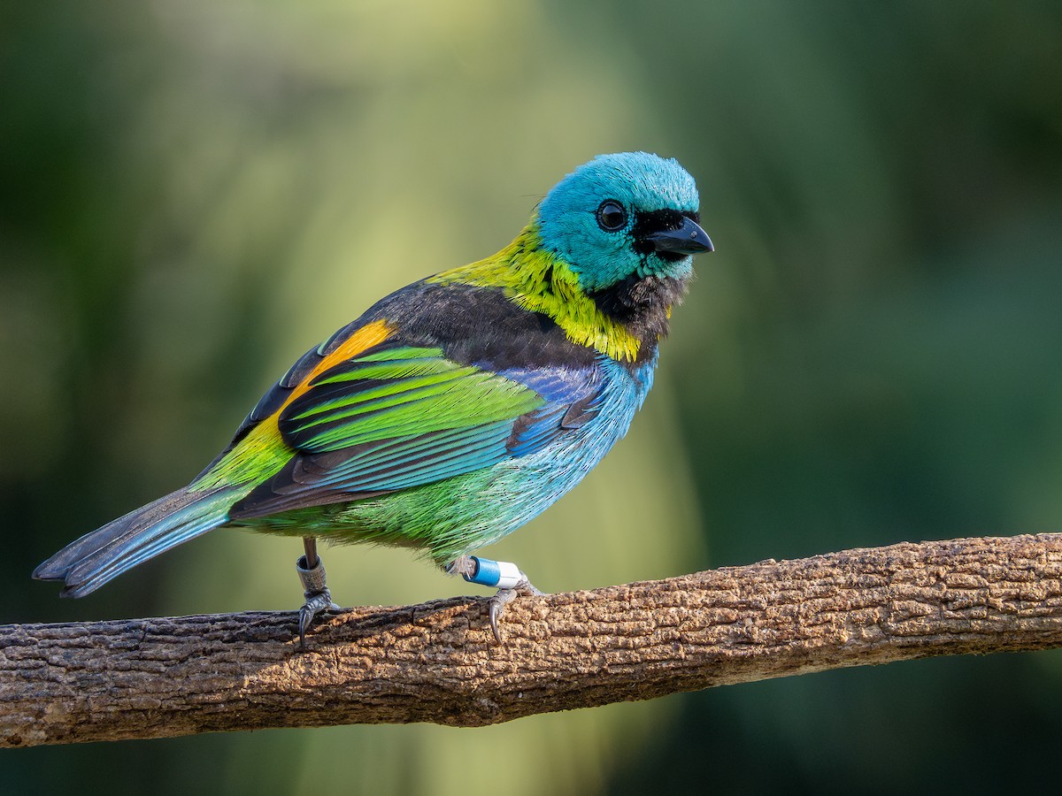 Green-headed Tanager - Vitor Rolf Laubé