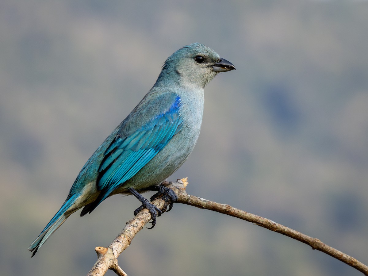 Azure-shouldered Tanager - ML622806318