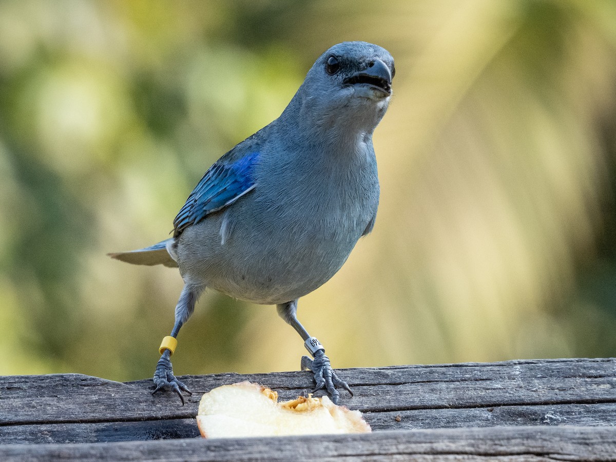 Azure-shouldered Tanager - ML622806319