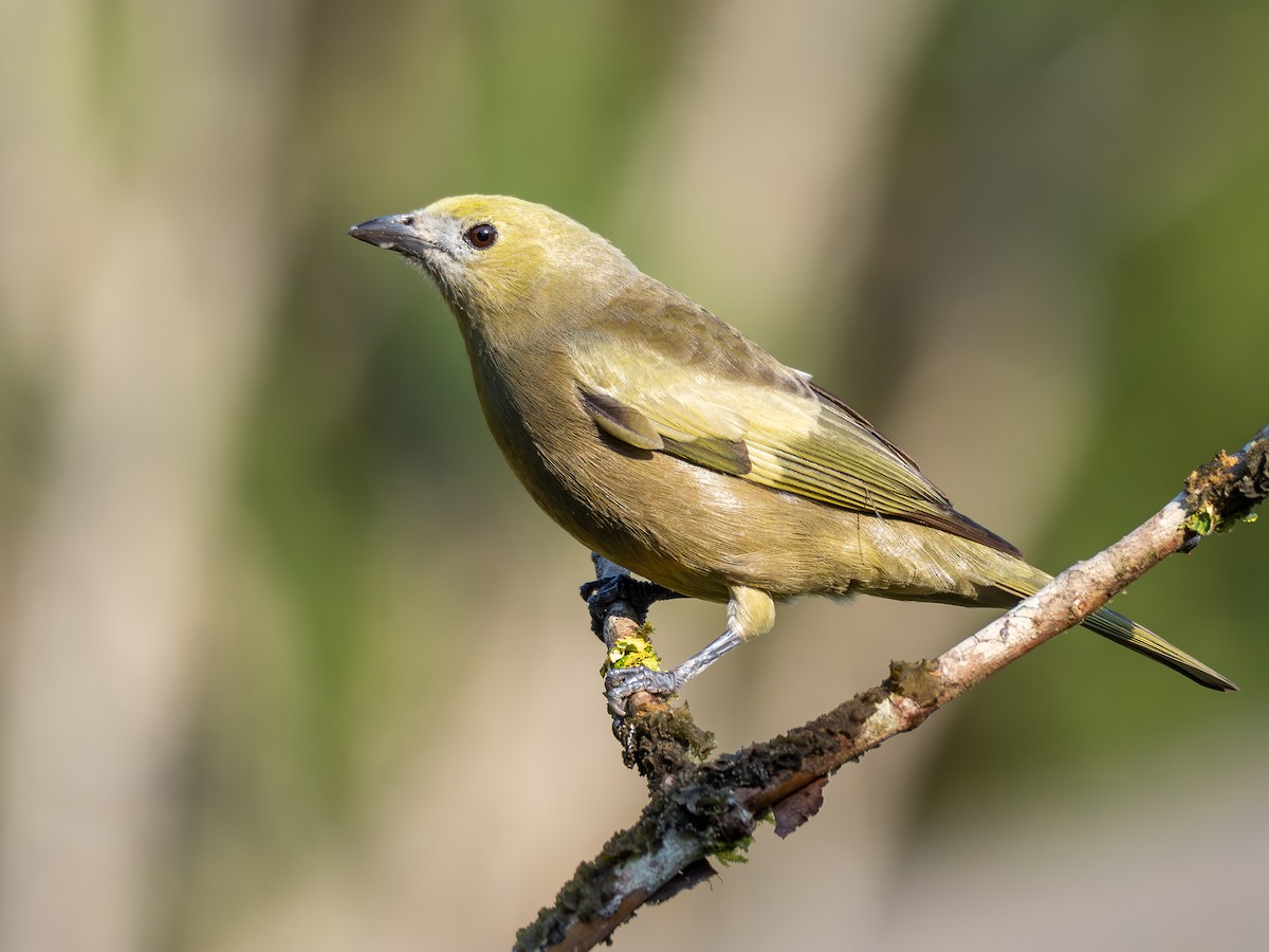 Palm Tanager - ML622806323