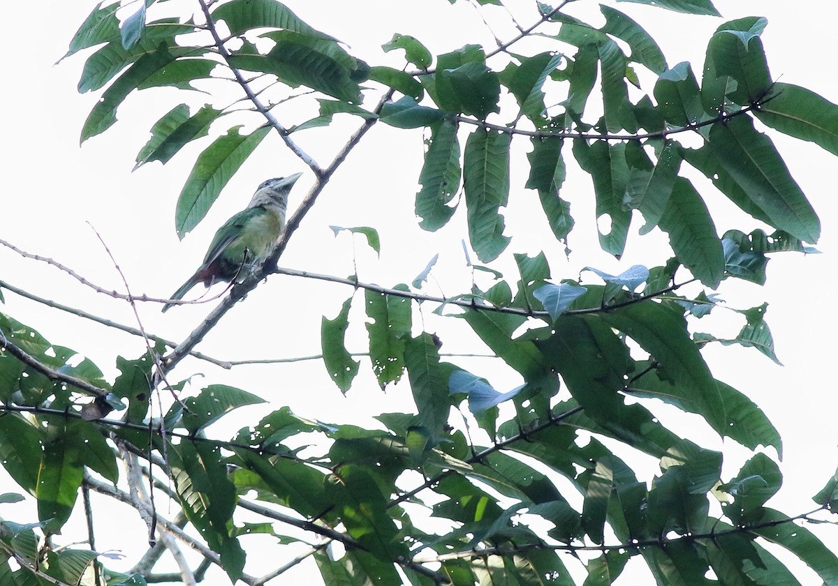 Red-vented Barbet - ML622806327