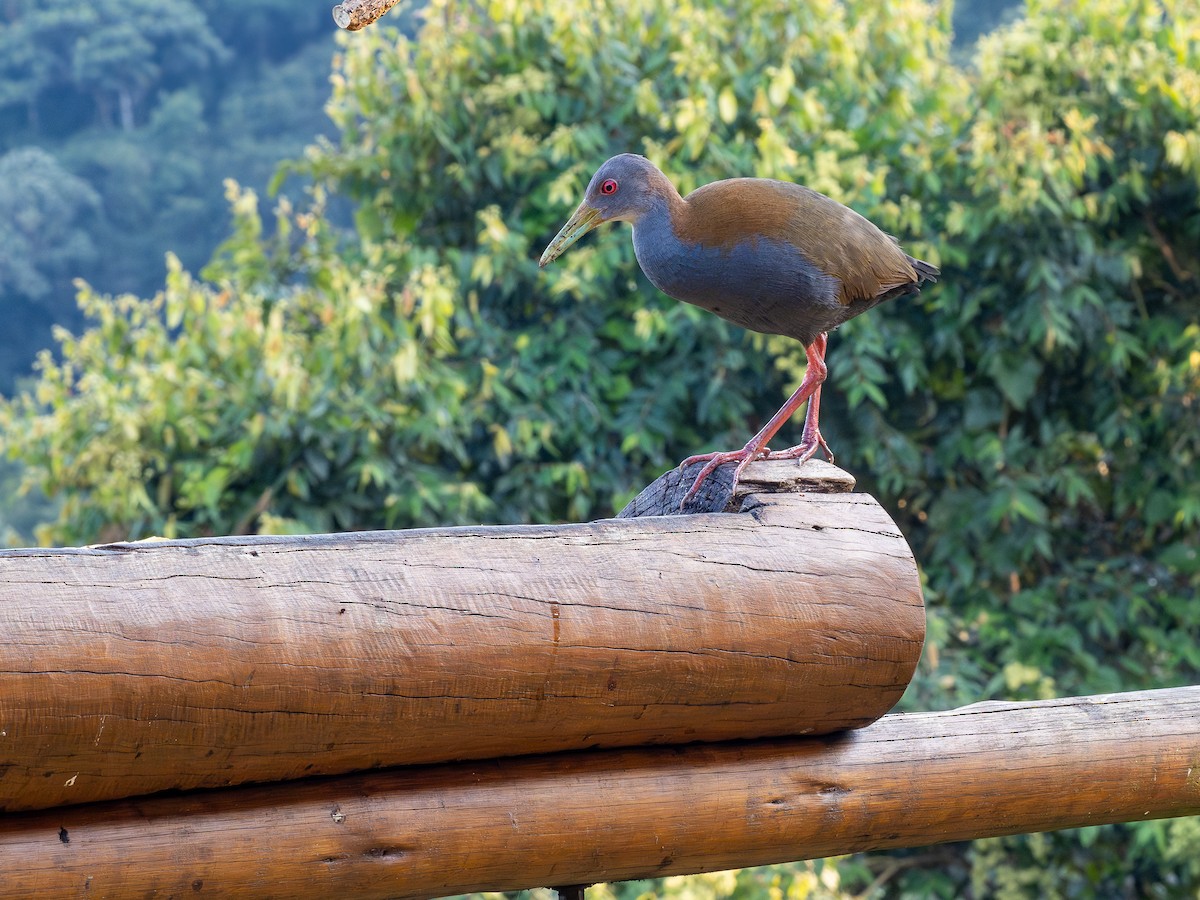 Slaty-breasted Wood-Rail - ML622806329