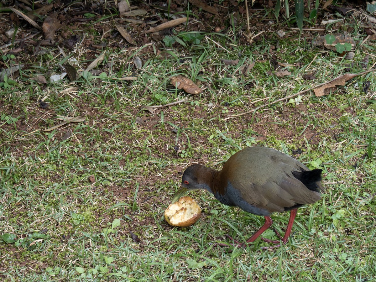 Slaty-breasted Wood-Rail - ML622806330