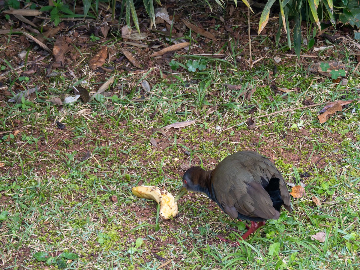 Slaty-breasted Wood-Rail - ML622806331