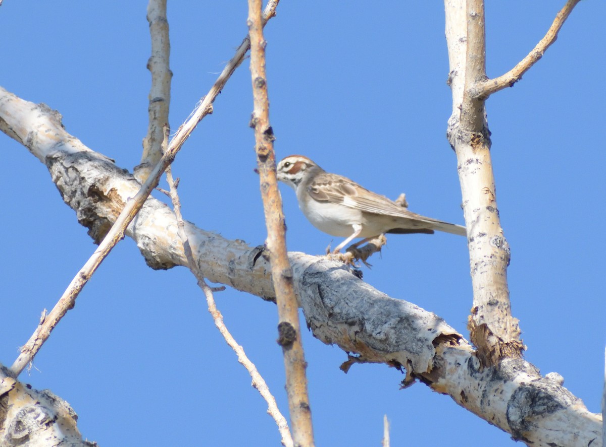 Lark Sparrow - Robert Tonge