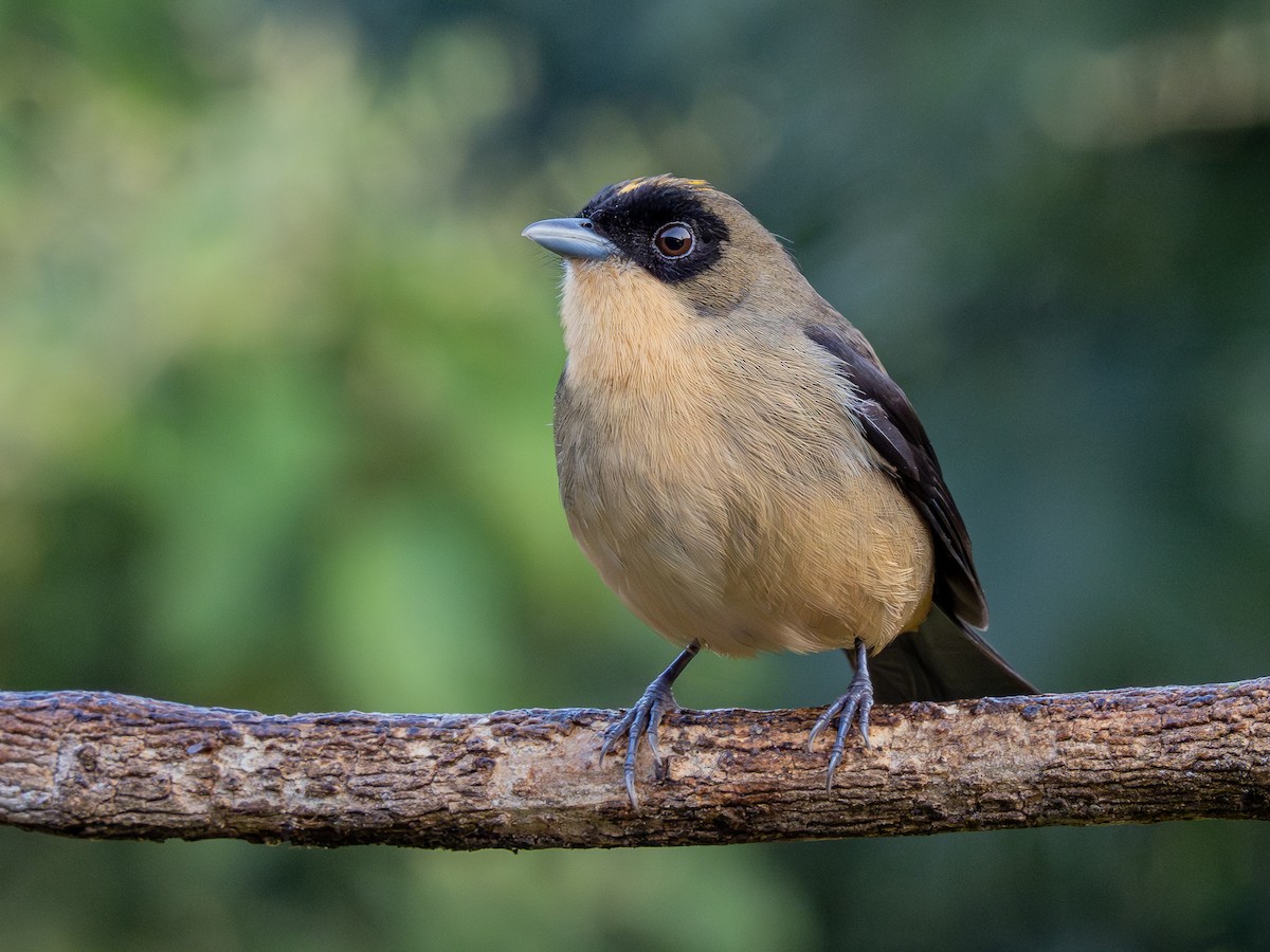 Black-goggled Tanager - ML622806347