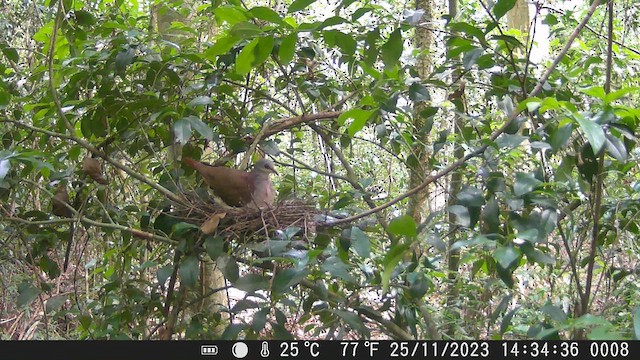 Violaceous Quail-Dove - ML622806355