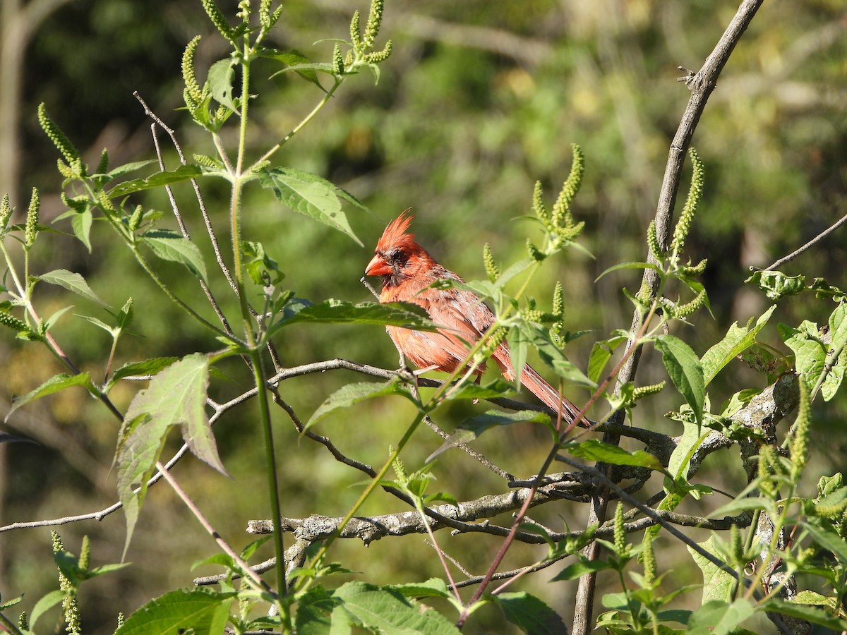 Northern Cardinal - ML622806356