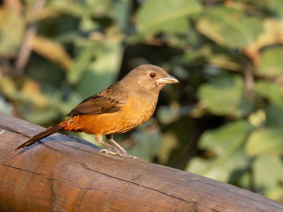 Brazilian Tanager - ML622806358